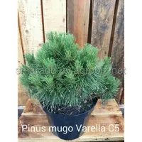 Сосна - Pinus mugo Warella (діаметр 30см, горщик 7,5л)