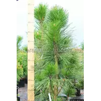 Сосна горная - Pinus nigra Molette (высота 120-150см, горшок 20л)
