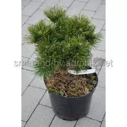 Сосна гірська C 12 D 25-35 Pinus mugo Leuco - Like