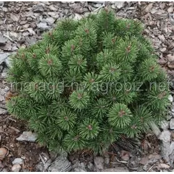 Сосна гірська C 12 D 20-30 Pinus mugo Litomysl