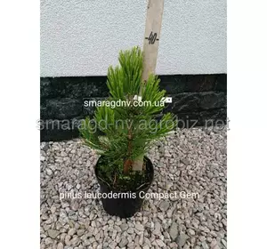 Сосна білокора - Pinus leucodermis Compact Gem (висота 40-50см, горщик 5л)