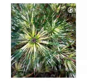 Сосна густоквіткова C 5 H 25-35 Pinus densiflora Oculus Draconis