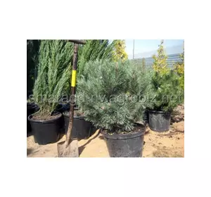 Сосна звичайна C 250 H 120-150 Pinus sylvestris Watereri ( кульки )
