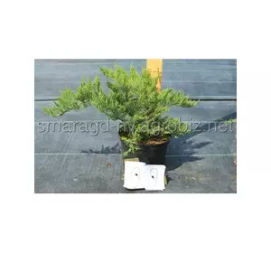 Ялівець козацький C 5 D 25-35 Juniperus sabina Tamariscifolia