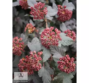 Пухиропліднк С 2 H 30-40 Physocarpus opulifolius Red Jewel ®
