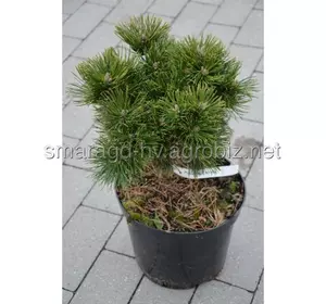 Сосна гірська C 12 D 25-35 Pinus mugo Leuco - Like
