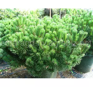 Сосна гірська C 5 D 15-25 Pinus mugo Gnom Findling