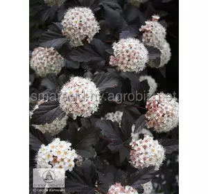 Пухиропліднк С 2 H 30-40 Physocarpus opulifolius Red Baron