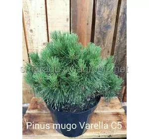 Сосна - Pinus mugo Warella (діаметр 30см, горщик 7,5л)