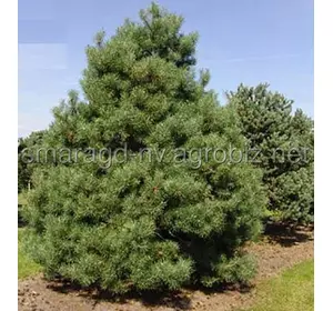 Сосна звичайна C 300 H 120-170 Pinus sylvestris Norske Tip