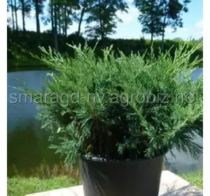 Ялівець козацький C 3 D 20-25 Juniperus sabina Blue Danube