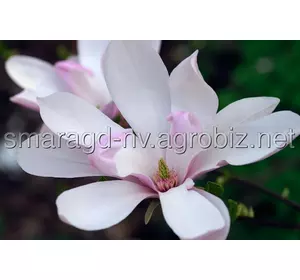 Магнолія C 3 H 60-80 Magnolia Pinkie