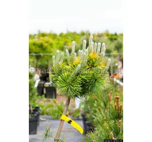 Сосна горная - Pinus mugo Carstens Wintergold (Pa 60-80см, горшок 10л)