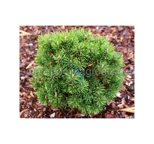 Сосна гірська C 12 D 25-35 Pinus mugo Grune Welle