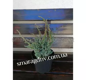 Ялівець лускатий C 3 H 30-40 Juniperus squamata Maeri