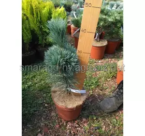 Сосна джефрея C 5 H 25-35 Pinus flexilis Vanderwolf`s Pyramid