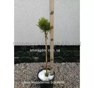 Сосна білокора C 5 D 15-25 Pinus leucodermis Schmidtii