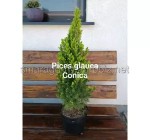 Ялина канадська C 1 H 30-35 Picea glauca Conica