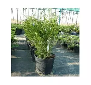 Ялівець середній C 3 D 20-25 Juniperus pfitzeriana Saybrook Gold