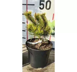 Сосна гірська C 3 Pa 80-100 Pinus mugo Min Mops Pa