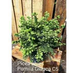 Ялина звичайна C 2 D 20-30 Picea abies Pumila Glauca