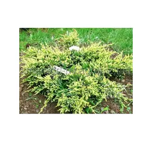 Ялівець лускатий C 3 D 15-25 Juniperus squamata Dream Joy