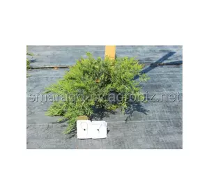 Ялівець середній C 150 H 120 Juniperus pfitzeriana Mint Julep