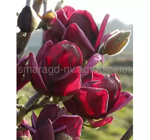 Магнолія C 3 H 60-80 Magnolia Genie ®