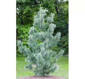 Сосна джефрея C 5 H 25-35 Pinus koreansis Silveray