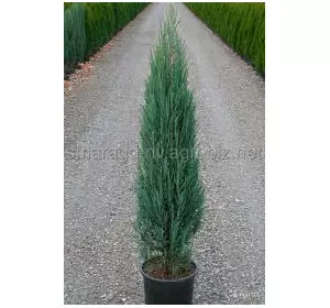 Ялівець лускатий C 3 H 20-30 Juniperus scopulorum Blue Arrow