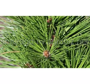 Сосна Гельдрейха C 12 H 35-45 Pinus Heldreichii Greece