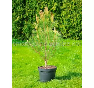 Сосна густоквіткова C 5 H 40-50 Pinus densiflora Tamoyosho Compacta