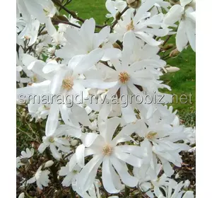 Магнолія C 3 H 40-50 Magnolia stellata Royal Star