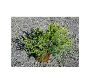 Ялівець козацький C 3 D 20-25 Juniperus sabina Rockery Gem