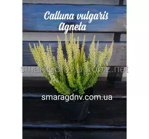 Верес P 12 D 10-15 Calluna vulgaris в асортименті