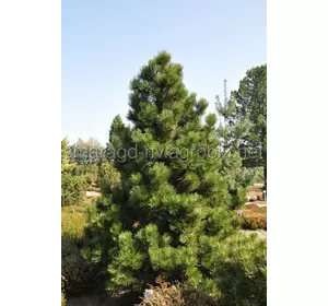 Сосна Гельдрейха C 5 H 30-40 Pinus Heldreichii Malinkii