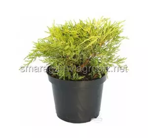 Ялівець середній C 3 D 20-25 Juniperus pfitzeriana Roussour