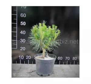 Сосна густоквіткова С 160 H 150-180 Pinus densiflora Umbraculifera