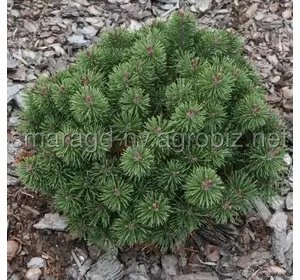 Сосна гірська C 12 D 20-30 Pinus mugo Litomysl