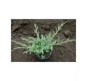 Ялівець лускатий C 7.5 D 30-40 Juniperus virginiana Hetz