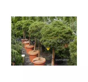 Сосна чорна C 500 H 150-200 Pinus nigra