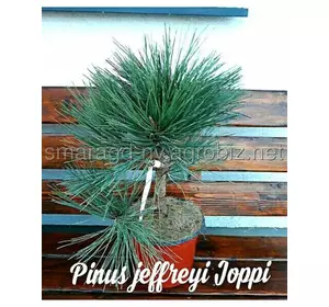 Сосна джефрея C 5 H 30-40 Pinus jeffreyi Joppi