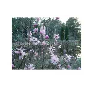 Магнолія C 3 H 40-50 Magnolia stellata