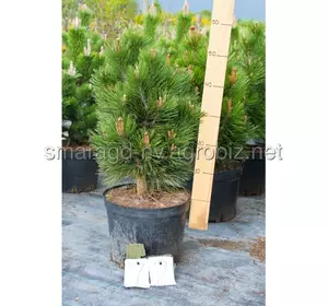 Сосна білокора - Pinus leucodermis Horak (висота 100см, горщик 15л)