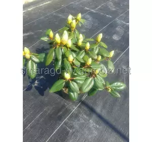 Рододендр С 10 H 50-70 Rhododendron ( в асортименті )