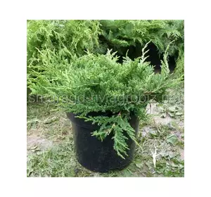 Ялівець горизонтальн C 3 D 15-25 Juniperus horizontalis Prince of Wales