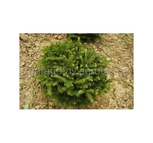 Ялина звичайна C 5 D 20-30 Picea abies Nidiformis