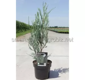 Ялівець лускатий C 3 H 30-40 Juniperus scopulorum Skyrocket