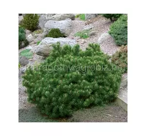 Сосна гірська C 5 D 15-25 Pinus mugo Gnom